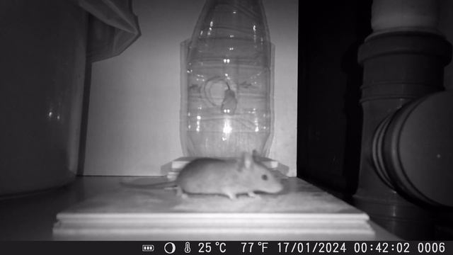 Мышеловка из пластиковой бутылки за 3 минуты Своими Руками. Результат из Фотоловушки