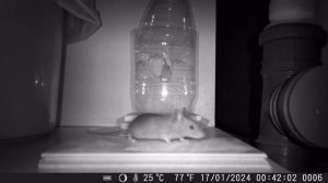 Мышеловка из пластиковой бутылки за 3 минуты Своими Руками. Результат из Фотоловушки