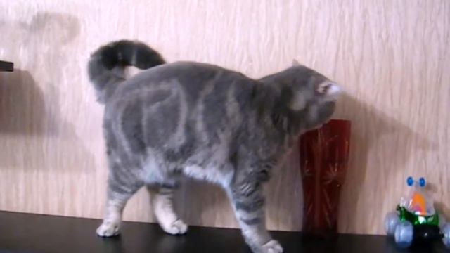 Шотландский кот  Scottish Straight любуется наградами / Scottish Straight Admires Awards