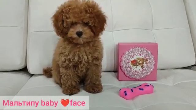 Мальтипу Baby Face