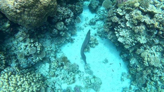 Giant Moray; Гигантская мурена; Sharm El Sheikh; Шарм-эш-Шейх; Red Sea; Красное море; 2023 смотреть онлайн
