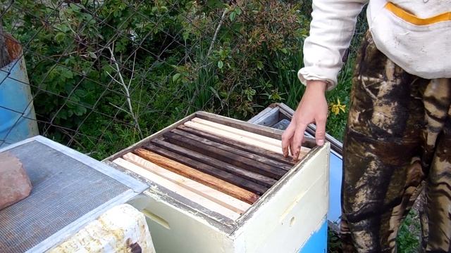 Заняться пчеловодством если нет ДЕНЕГ Ловля РОЕВ ЧАСТЬ 1 смотреть онлайн