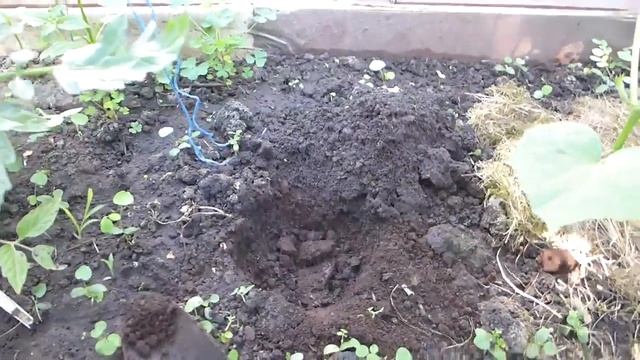 Рассада огурцов из пасынков. Быстро и просто! смотреть онлайн