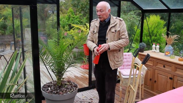 Hiverner les palmiers cultivés en pot смотреть онлайн