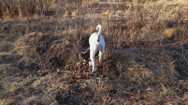 Американские бульдоги . Весна 20.03.2022.\American Bulldogs. Spring 20.03.2022. смотреть онлайн