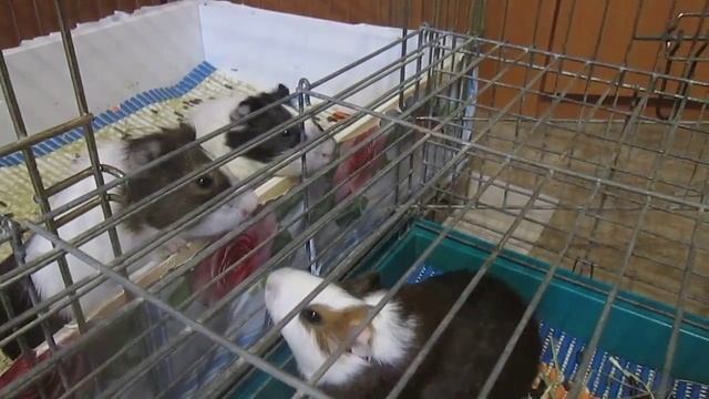 Морские свинки Взаимоотношения Маленькие поросята и папа свин , домашние животные, грызуны смотреть онлайн