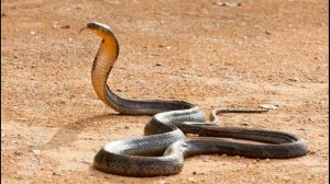 Королевская кобра