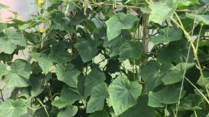 Очень хороший сорт огурцов . Атос .