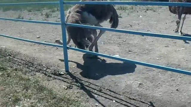 Vlog экскурсия 1 остановка СТРАУСИННАЯ ФЕРМА смотреть онлайн