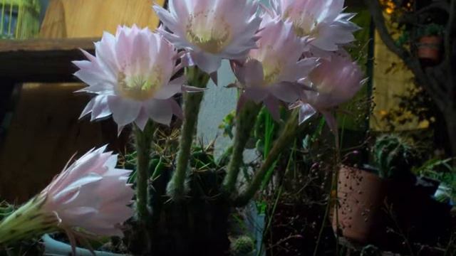 flores del cactus смотреть онлайн