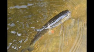 ловля голавля весной  Как ловить голавля ранней весной