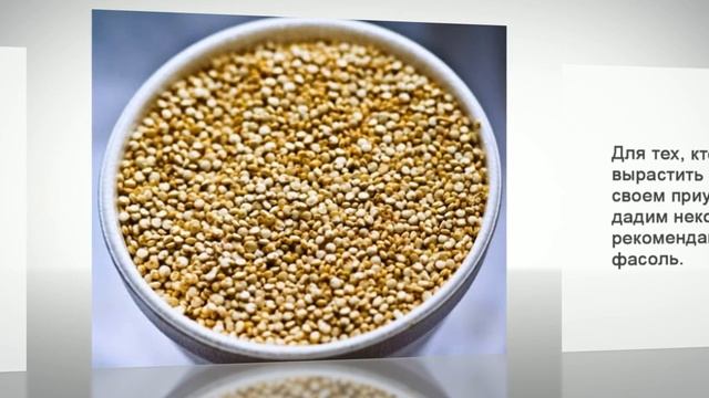 Фасоль выращивание и уход. Полезные советы смотреть онлайн