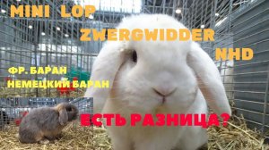 В чём разница_ Карликовые бараны, мини лоп, вислоухие карликовые кролики