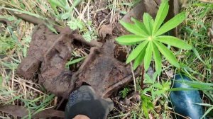 Накопил 900кг металла!