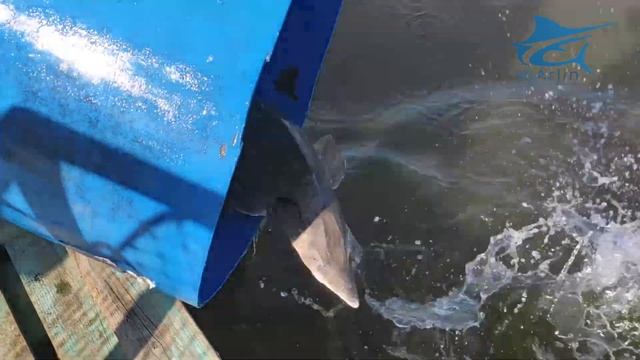 Зарыбление осетром 16 сентября. Подготовка к форели. Рыбалка в подмосковье. смотреть онлайн