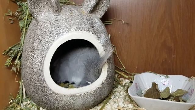 В каком возрасте нужно ссаживать Шиншилл! смотреть онлайн