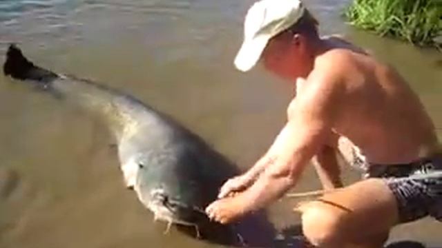 В Самарской области рыбаки поймали сома-гиганта смотреть онлайн
