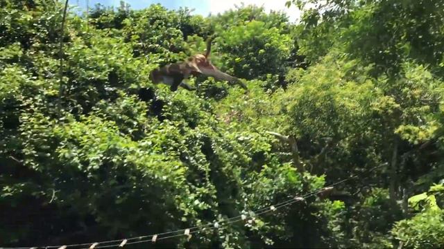 Обезьяна прыгает в воду