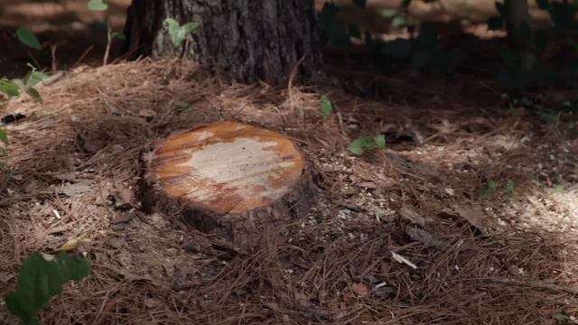 How To Use A Chainsaw to Clear Fallen Trees | Severe Weather Guide смотреть онлайн