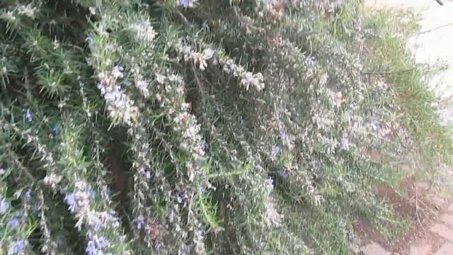 Розмарин, описание, полезные свойства. Как вырастить розмарин в комнате смотреть онлайн