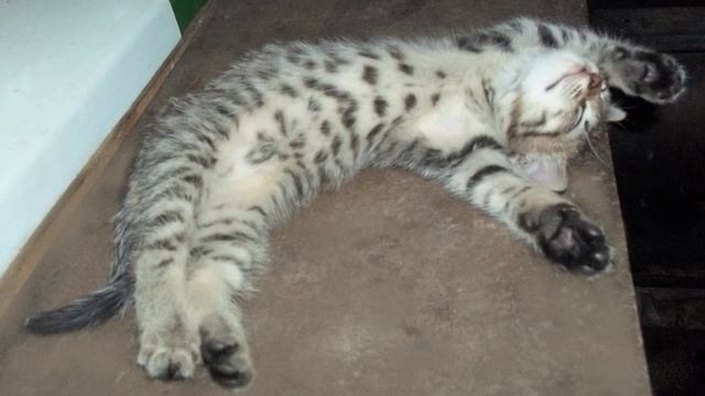 Отдам котенка в хорошие руки.Санкт Петербург