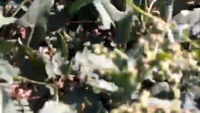 животный мир нашей дачи смотреть онлайн