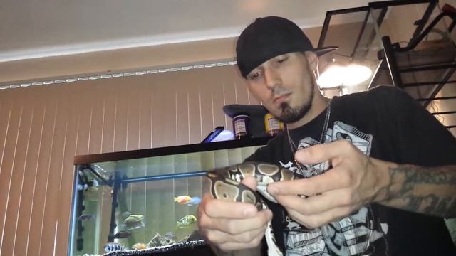 8/2/14 - BALL PYTHON смотреть онлайн