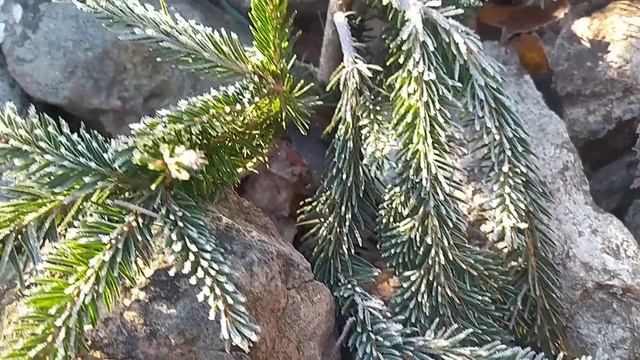 Ели с плакучей кроной - изюминка в любом ландшафте. смотреть онлайн