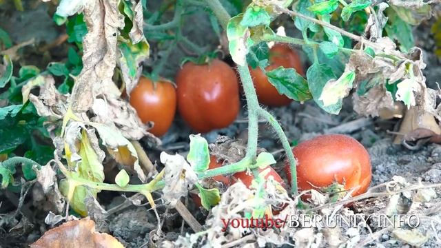 #beruniy BERUNIY shaxrimizga laykni ayamang yurtdoshlar смотреть онлайн