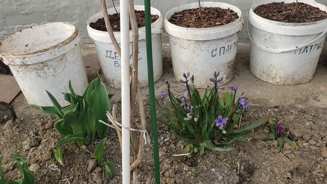 Подсыпал серу под голубику. смотреть онлайн