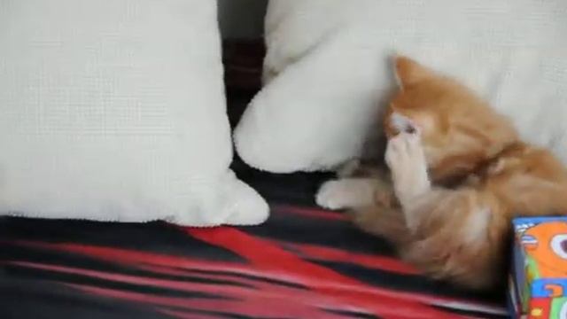 Мейн-кун котята. Питомник Дикий зверь смотреть онлайн
