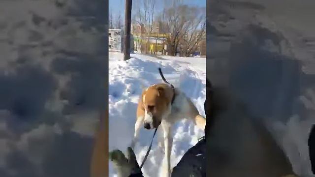 Питомник Среднеазиатских овчарок ЗУР БАШИ ❤ (ЧОПАР) г. Омск смотреть онлайн