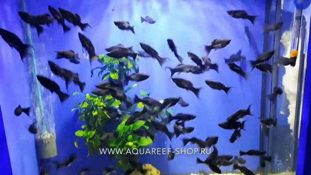 Моллинезия черно-бархатная (Mollienesia) смотреть онлайн