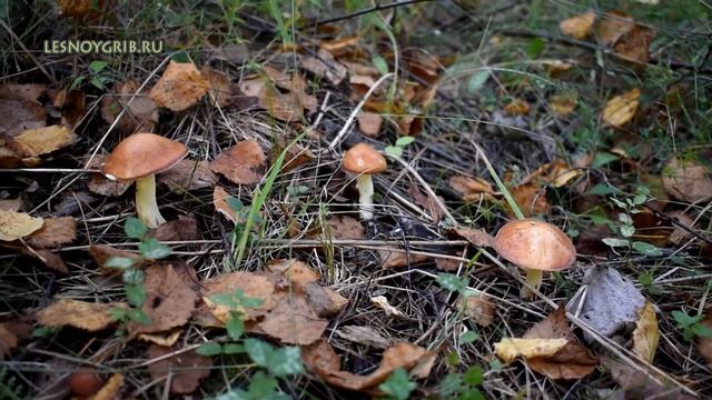 Маслёнок зернистый (Suillus granulatus) смотреть онлайн
