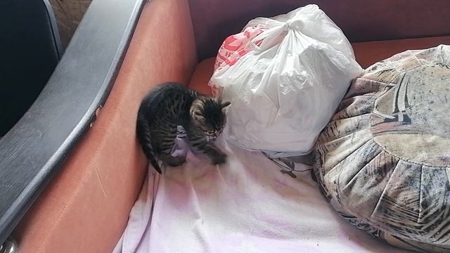 Муся играется