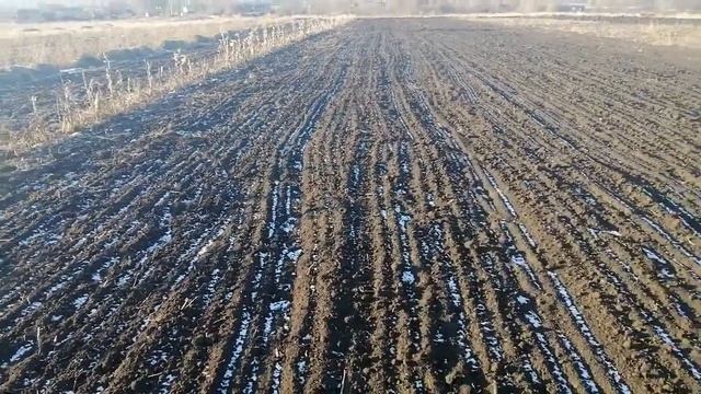 Боремся с вредителем Озимой Совкой! Промежуточный результат! смотреть онлайн