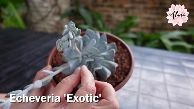 Echeveria 'Exotic' #LaSuculentaElegidadelDía смотреть онлайн