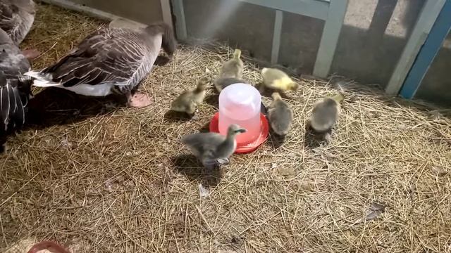 Тульские гуси воспитывают гусят #тульские гуси смотреть онлайн