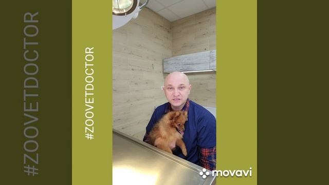 История Симбы, порода шпиц лечение энтропиона удаление зубов крипторхизм совет ветеринара Ушакова смотреть онлайн
