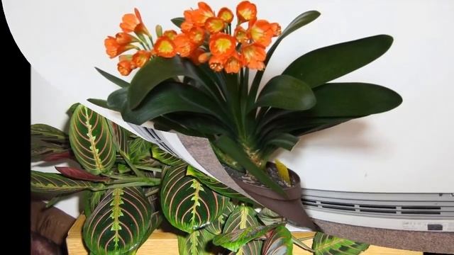 20 неприхотливых комнатных растений Фото + Названия смотреть онлайн