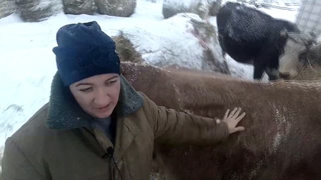 Как выбрать корову дойную и молочную смотреть онлайн