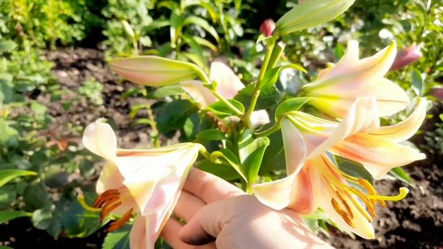 ШИКАРНЫЕ ЛИЛИИ В ЦВЕТУ. НОВАЯ ВОЛНА ЦВЕТЕНИЯ АРОМАТНЫХ ЛИЛИЙ ОТ-ГИБРИДОВ.ПРОДОЛЖЕНИЕ СЛЕДУЕТ... смотреть онлайн