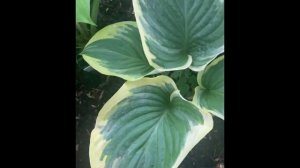 Хоста «Бродвей»  -  Hosta  «Broadway»