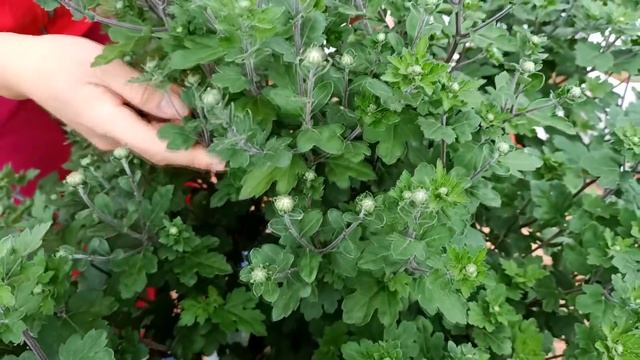 Giant flower tree, bloom all year round and how to propagate for many roots смотреть онлайн