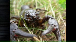 Ловля раков на раколовки  (Архив 2007 год)