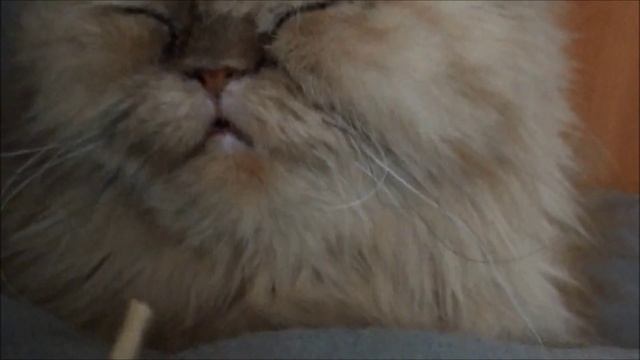 Прикол над спящей кошкой. смотреть онлайн