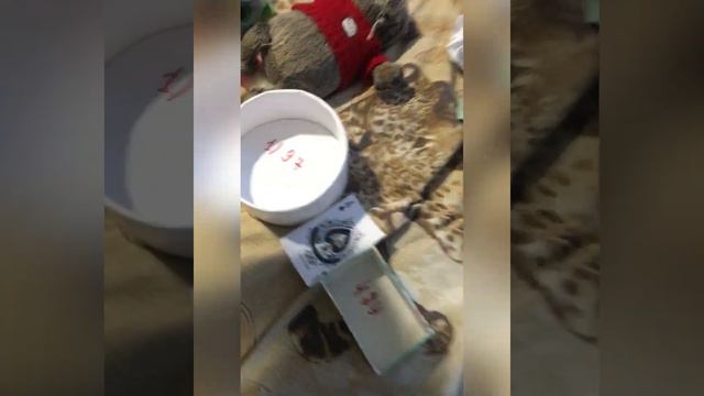 Страшный квест пройден☠️Что случилось с Дариной и Кирой?Кто звонил девочкам? смотреть онлайн