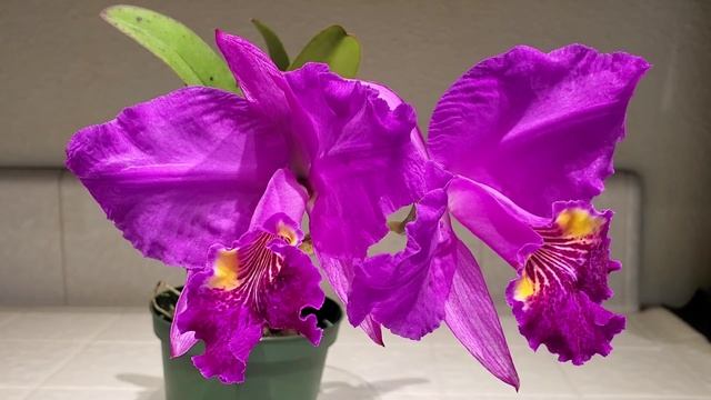 Orchid Showcase: Cattleya Lueddemanniana Forma Rubra