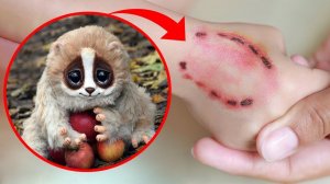 Милые, Но Смертельно Опасные Животные