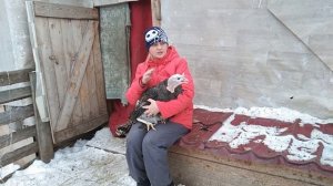 Индюки летают ?! Как подрезать крылья индюкам за 5 секунд!